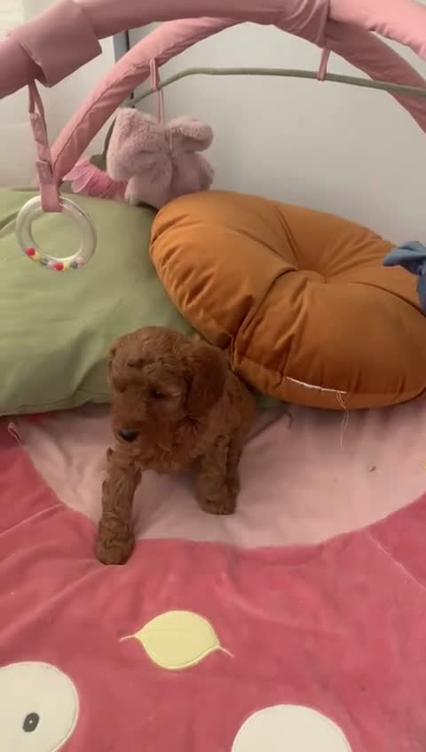 Barboncino cani in vendita: Barboncini fulvi toy e nani con Pedigree - Video 1