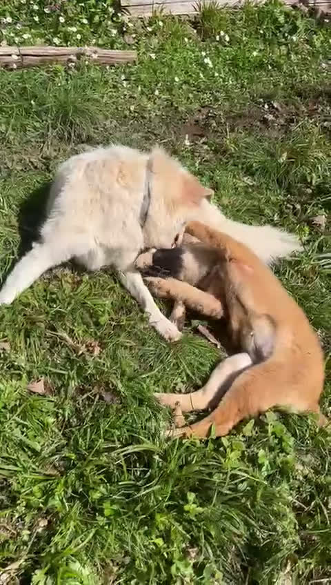 Meticcio cani in regalo: Vicky cucciola in adozione  a Città Metropolitana di Torino - Video 2