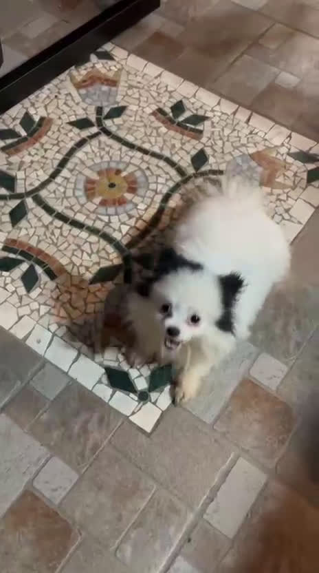 Spitz cani in vendita: Spitz Tedesco Nano - Video 1