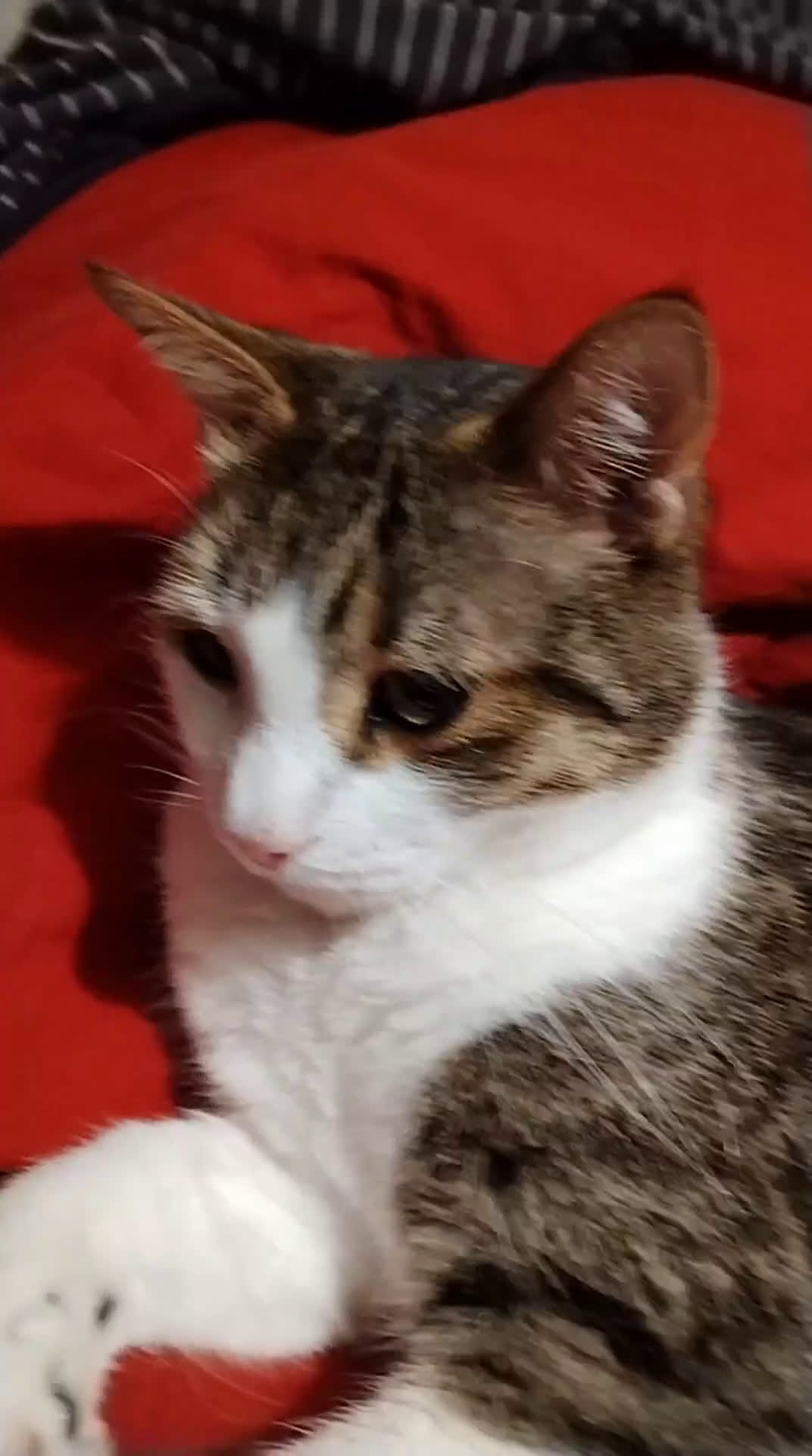 Europeo gatti in regalo: Matisse bisognoso di tranquillità  a Città metropolitana di Milano - Video 1