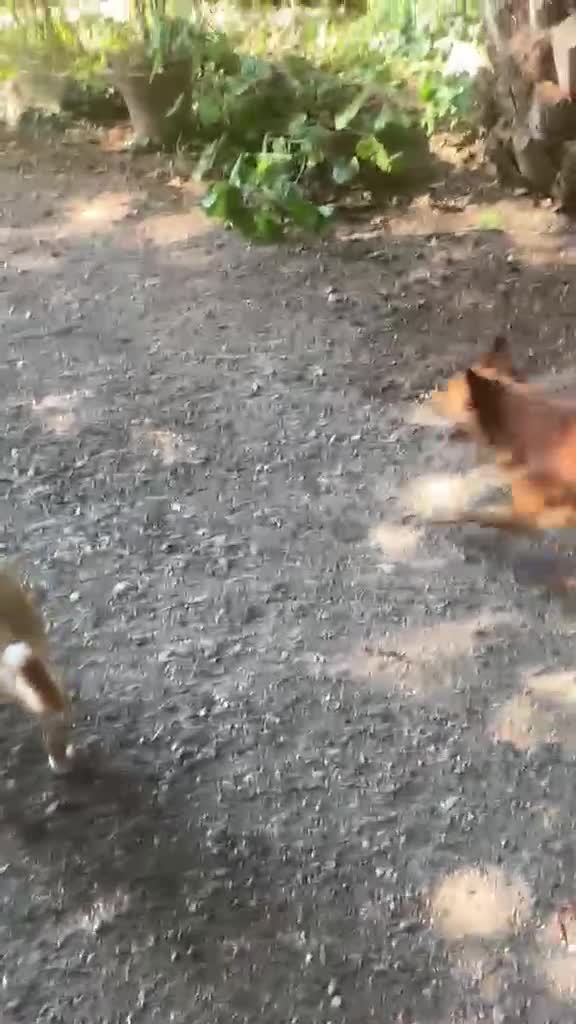 Meticcio cani in regalo: Il cagnolino x tutti, 11/12 chili, 3 anni  - Video 1