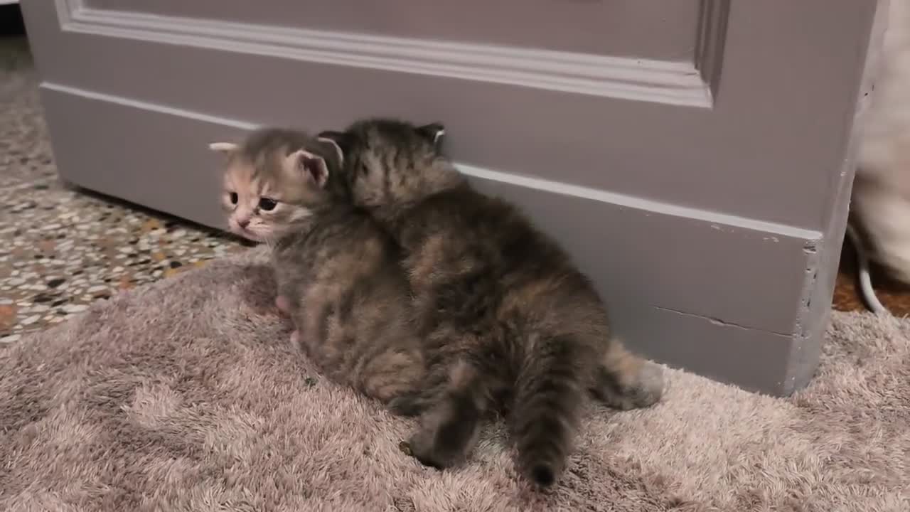 Siberiano gatti in vendita: Cucciole siberiane a Città Metropolitana di Genova - Video 1