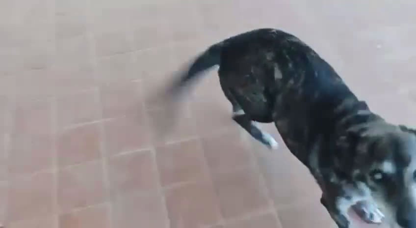 Meticcio cani in regalo: Teo: ipovedente dolcissimo taglia contenuta  - Video 2