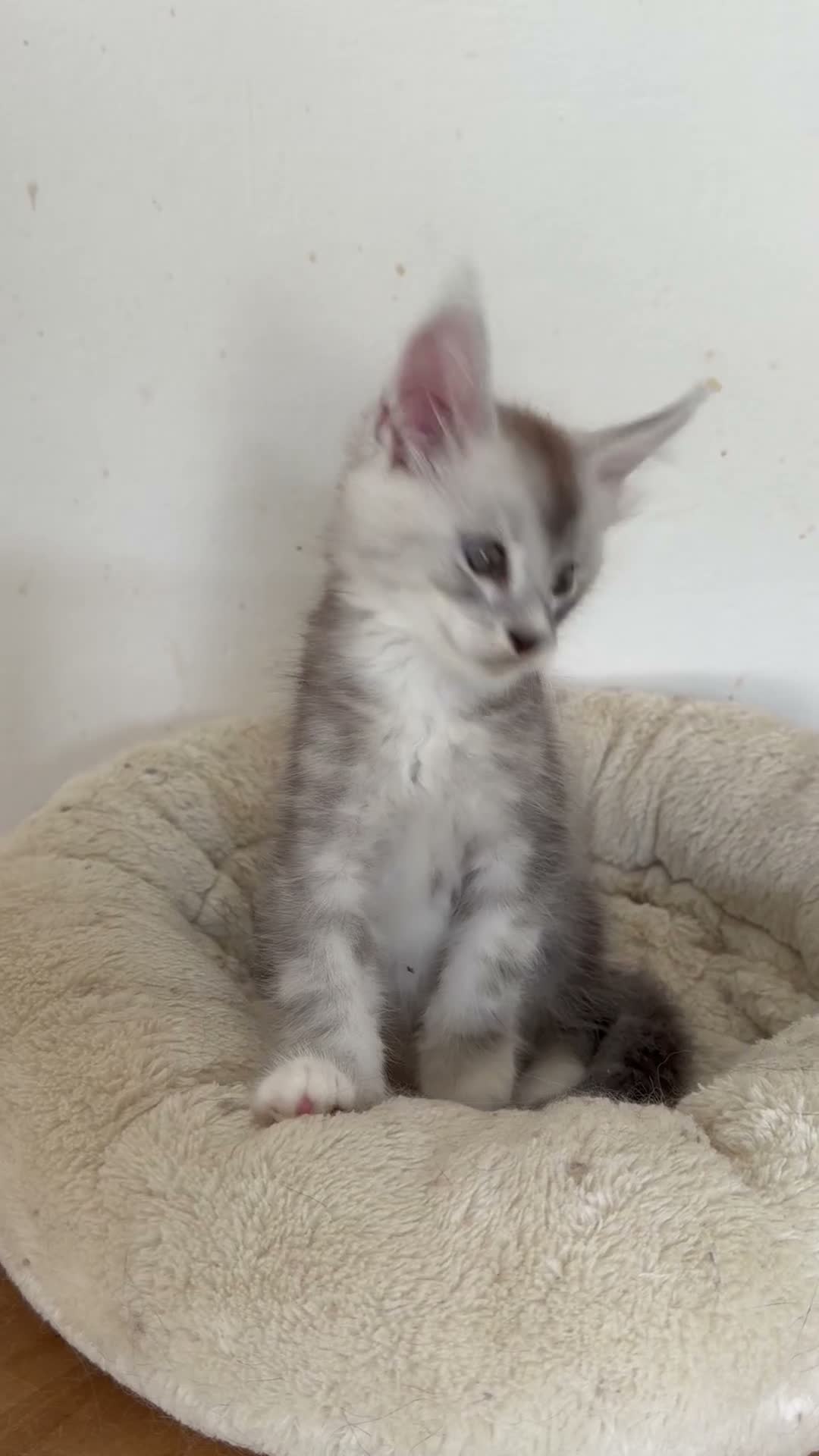 Maine Coon gatti in vendita: Cuccioli Silver shaded - Video 1