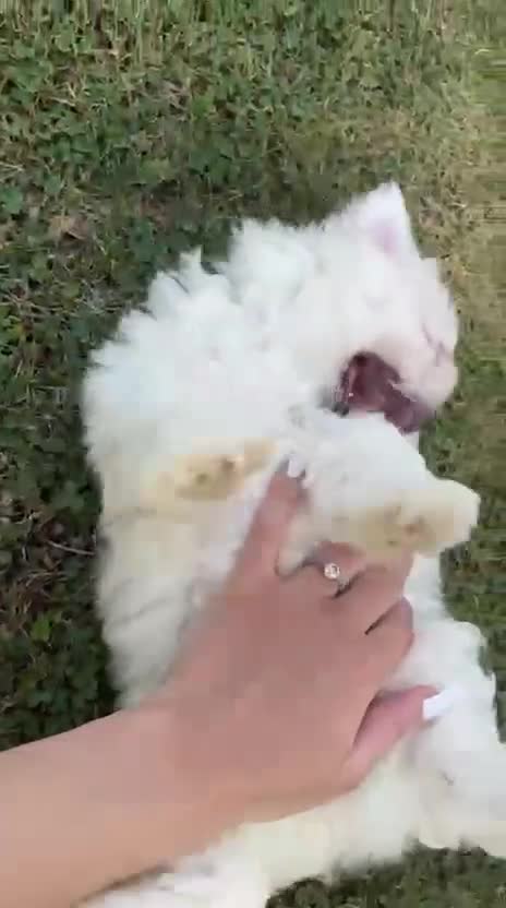 Maltese cani in vendita: Cucciola di Maltese a Provincia di Frosinone - Video 2