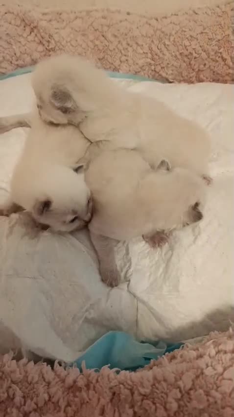 Ragdoll gatti in vendita: Splendidi cuccioli Ragdoll - Video 1