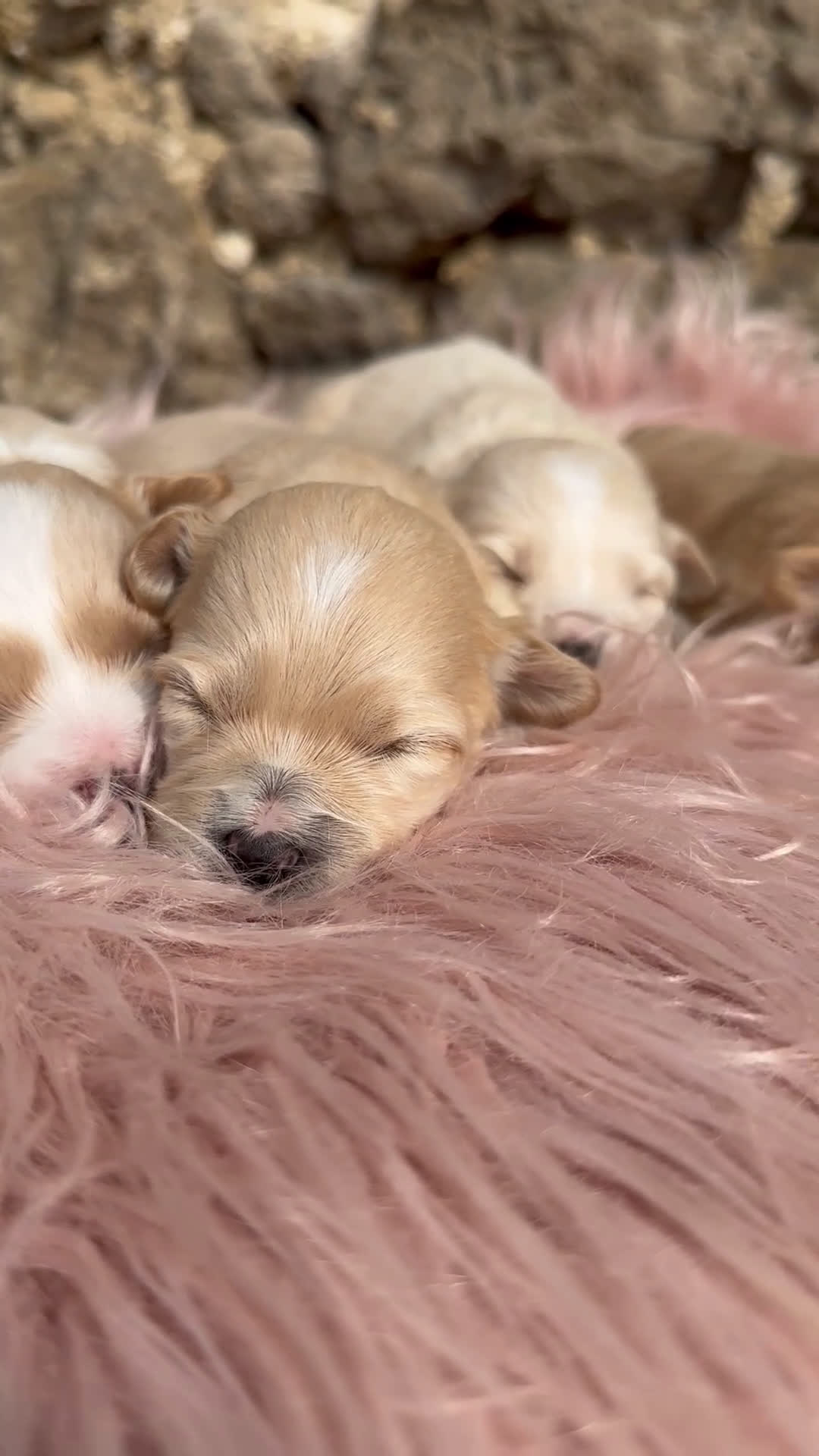 Maltipoo cani in vendita: Cuccioli di MALTIPOO - Video 1