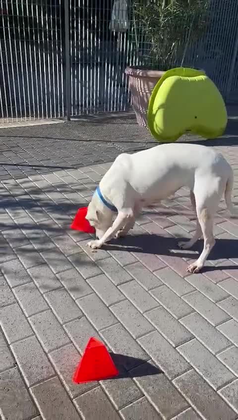 Dogo Argentino cani in regalo: LOLA DOGO ARGENTINO - Video 1