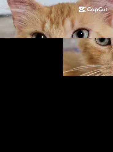 Europeo gatti in regalo: LEO pelo semilungo rosa 🩷 - Video 1