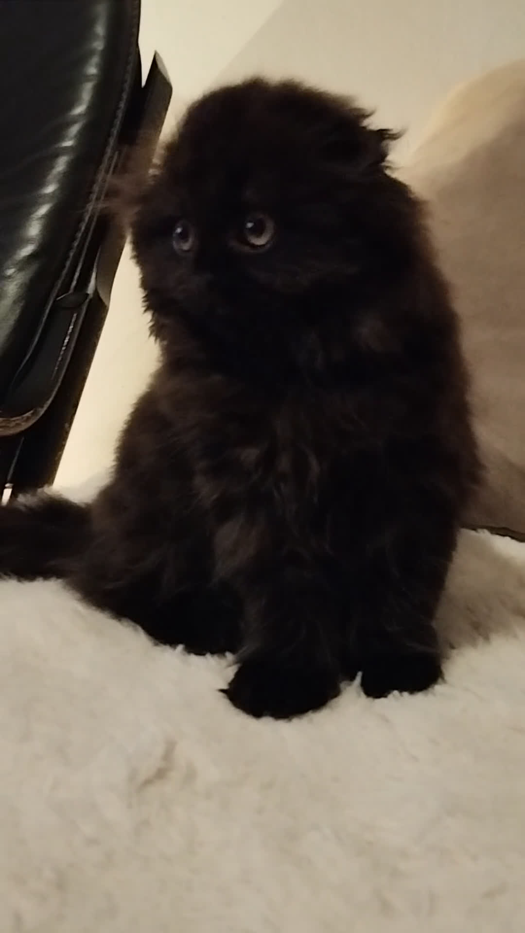 Scottish gatti in vendita: Disponibile scottish fold longhair  - Video 1