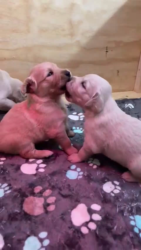 Golden Retriever cani in vendita: Golden Retriver  - Video 2