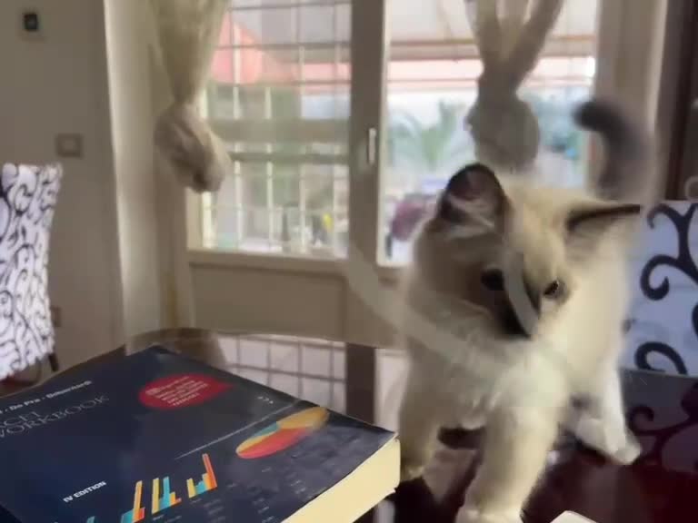 Ragdoll gatti in vendita: Bellissimo cucciolo di ragdoll - Video 2