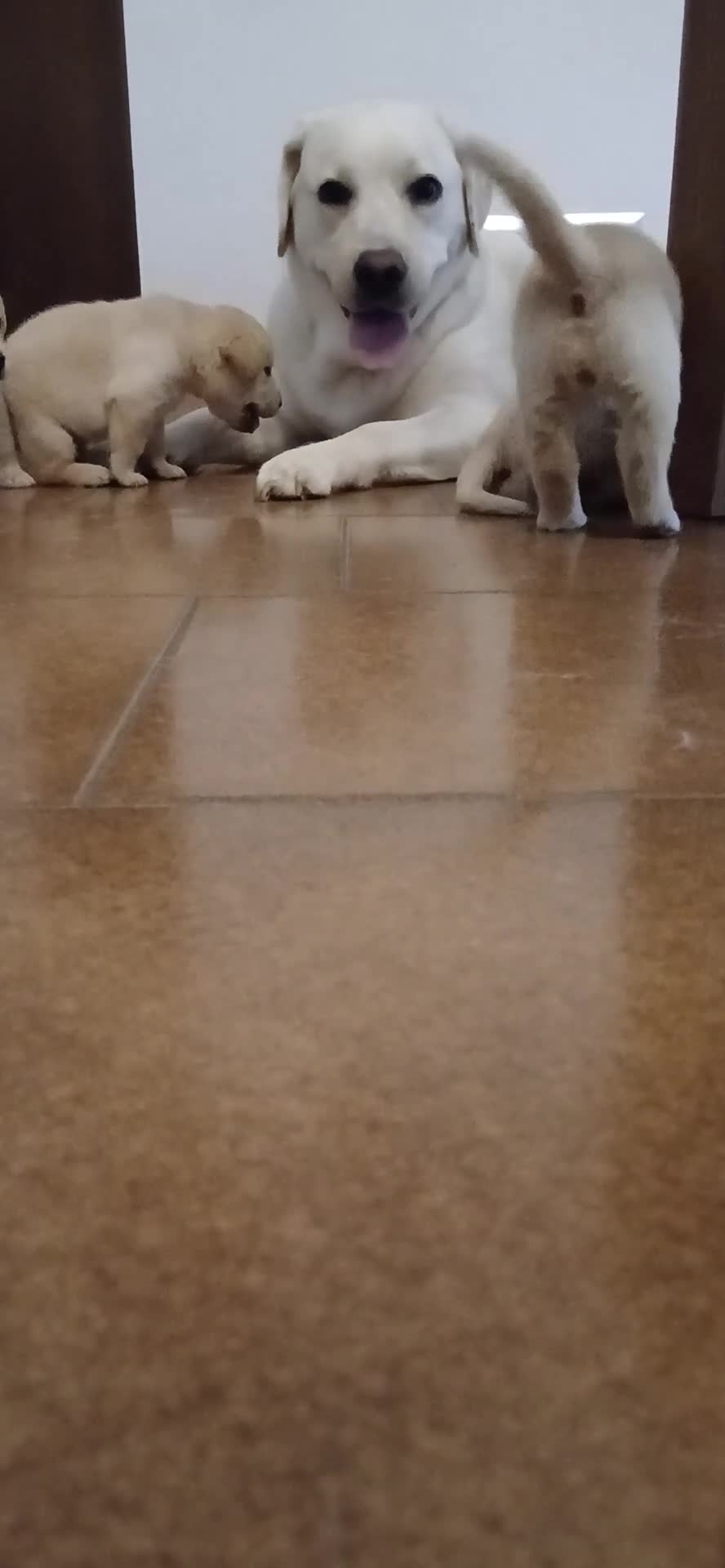Labrador cani in vendita: Cuccioli di labrador retriever con pedigree - Video 2