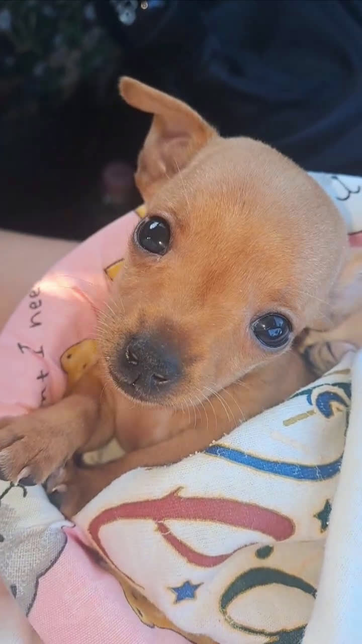 Chihuahua cani in vendita: Chihuahua 300 prezzo trattabile  - Video 1