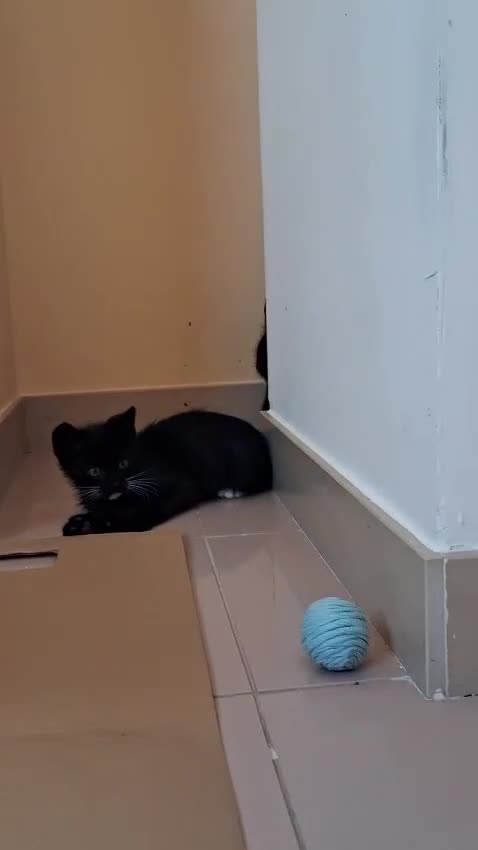 Meticcio gatti in regalo: Tom e Jerry  - Video 1