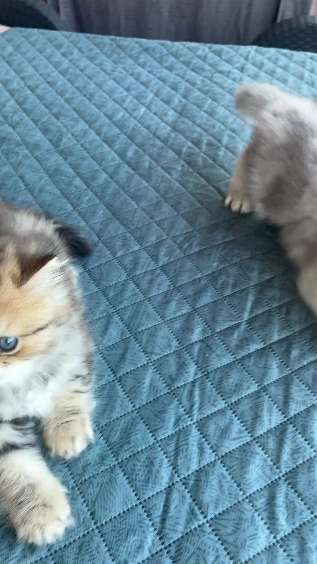 Persiano gatti in vendita: Gattini persiani chinchilla maschi  - Video 2