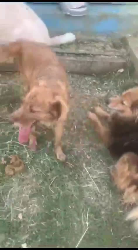 Meticcio cani in regalo: Fritz un cane per tutti - Video 1