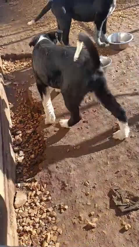 Meticcio cani in regalo: Cuccioli bellissimi e giocherelloni - Video 2