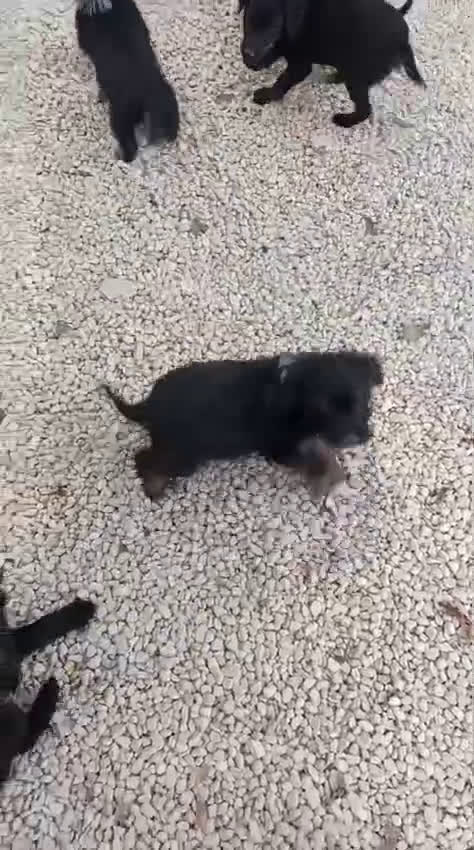 Akita Americano cani in regalo: IL DOLCISSIMO DIAMANTE - Video 1