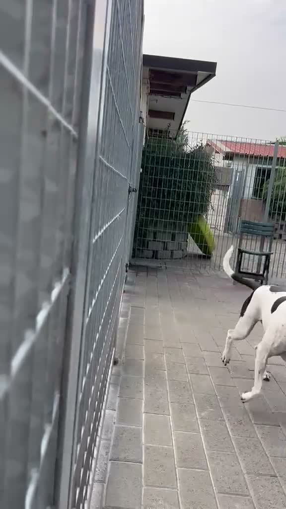 Meticcio cani in regalo: BLACK GENTILCANE - Video 1