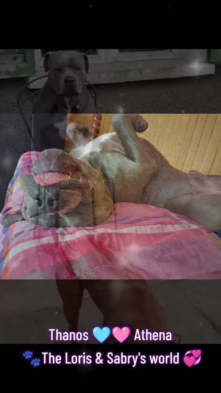 American Bully cani in vendita: Cuccioli American pit bull terrier  - Video 1
