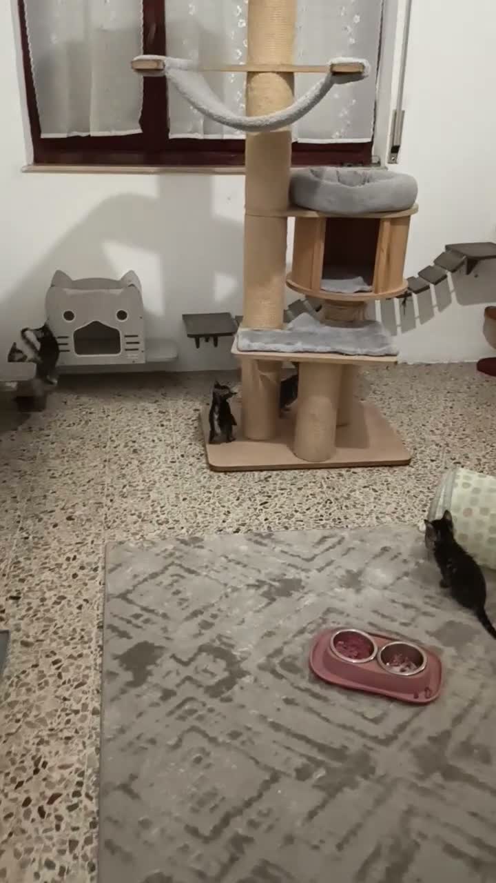 Bengala gatti in vendita: meraviglie Selected Breed  - Video 1