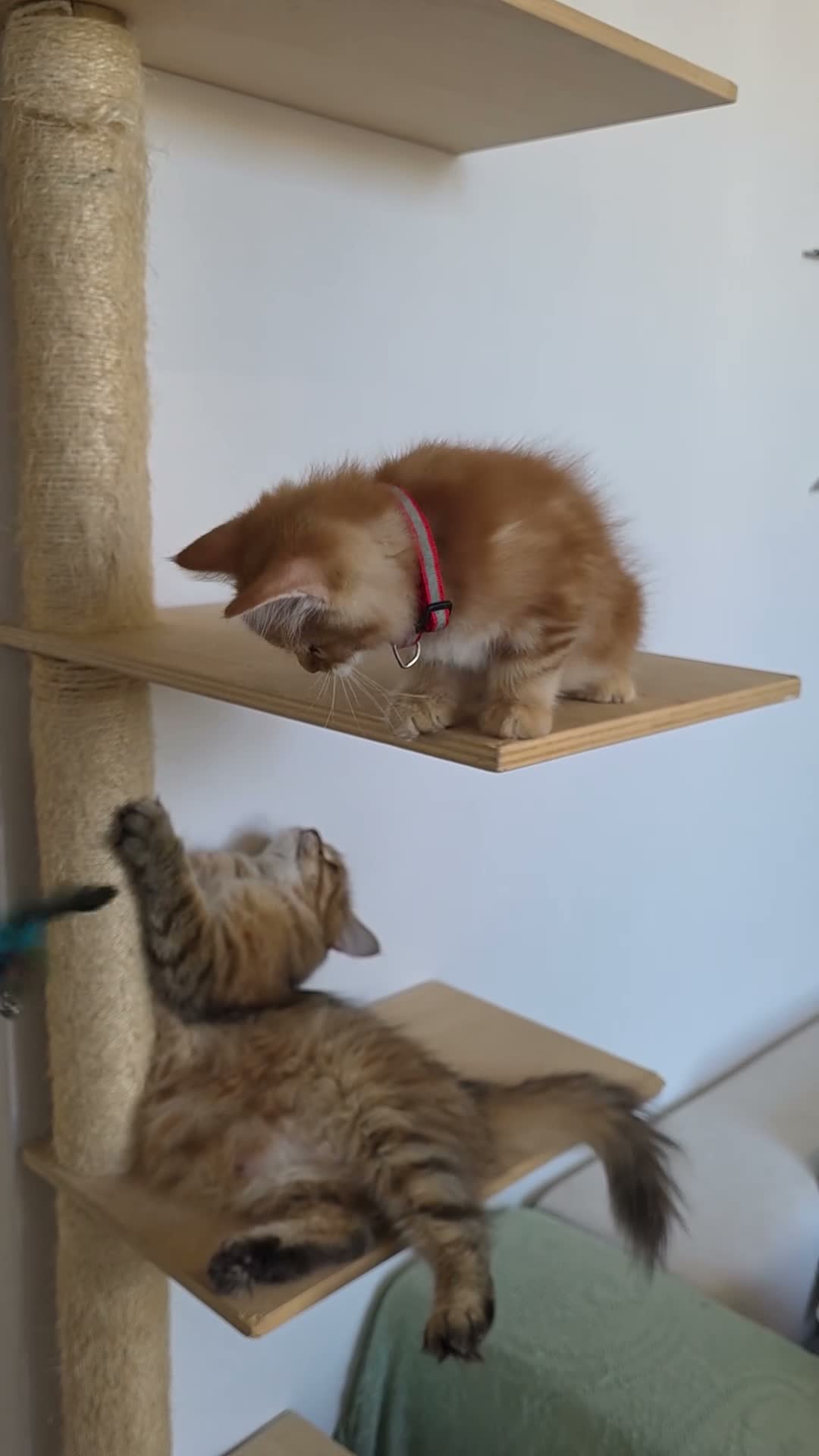 Siberiano gatti in vendita: Cucciola siberiana - Video 1