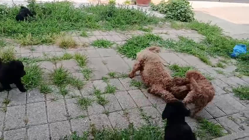 Barboncino cani in vendita: Barboncini cuccioli a Provincia di Pavia - Video 1