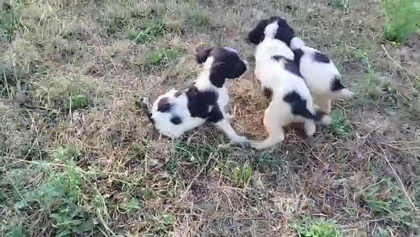 Welsh Springer Spaniel cani in vendita: Cuccioli springer spaniel  a Provincia dell'Aquila - Video 1
