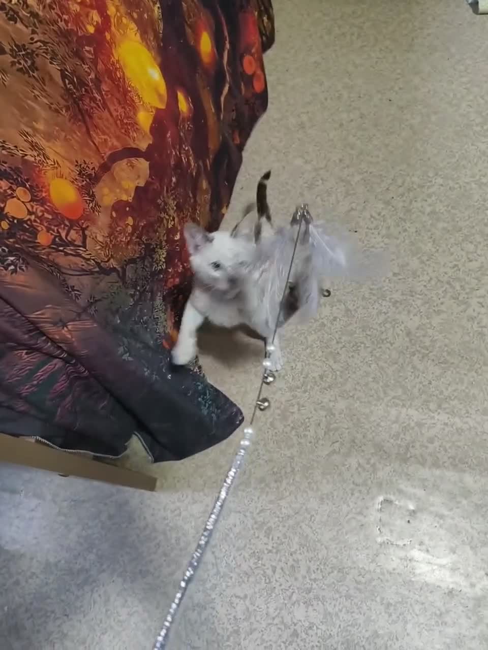 Meticcio gatti in regalo: Gattina trovatella  - Video 1
