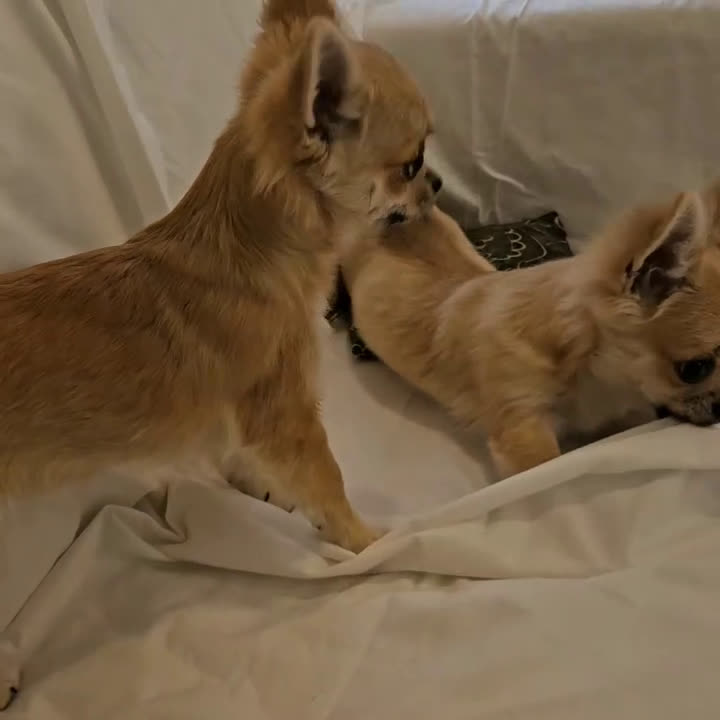 Chihuahua cani in vendita: Chihuahua Femmina a pelo lungo con Pedegree Enci  - Video 1