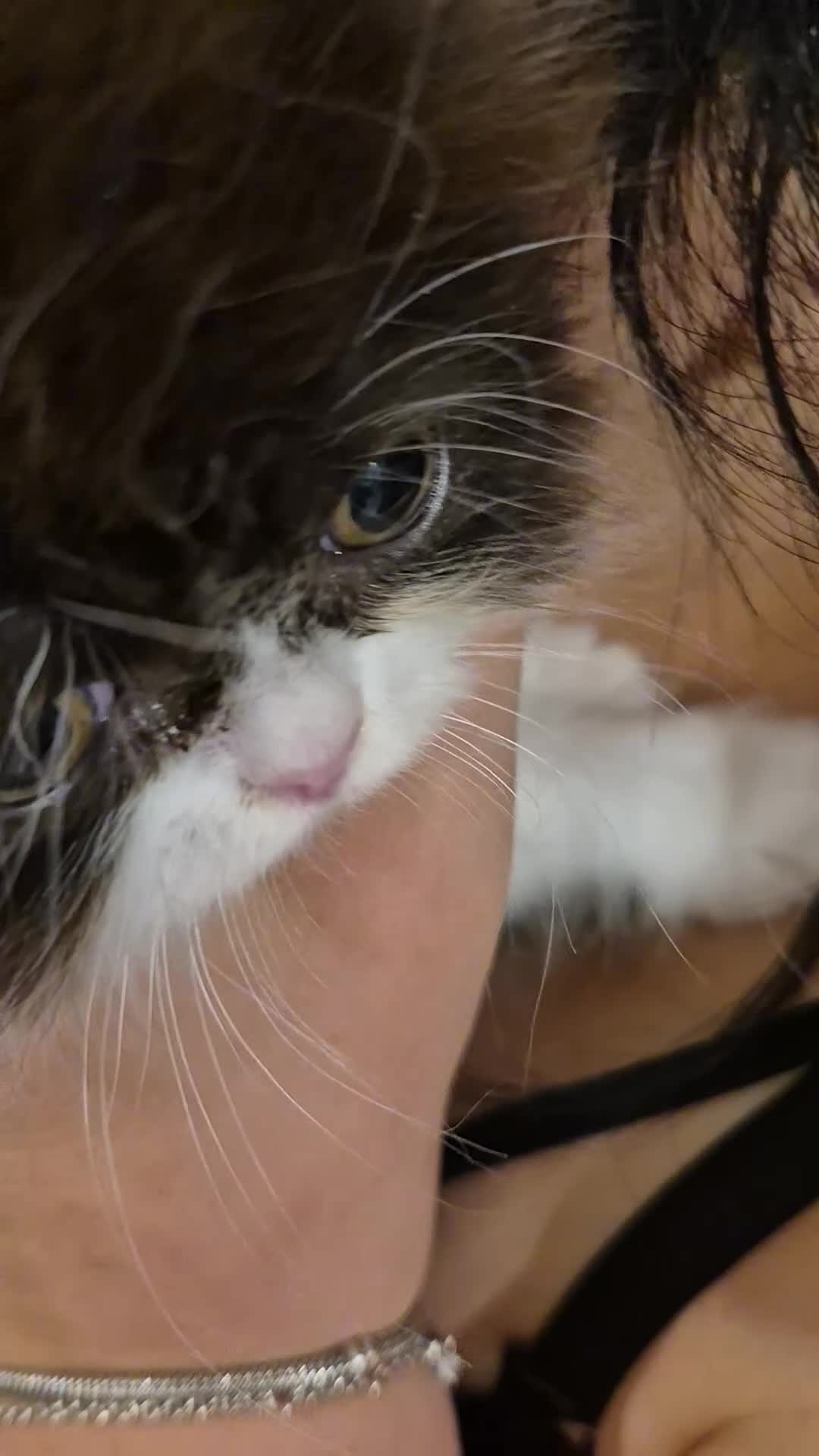 Persiano gatti in vendita: Cuccioli di persiano - Video 1