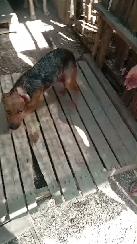 Meticcio cani in regalo: Lola, taglia piccola! (10kg-1 anno)  - Video 1