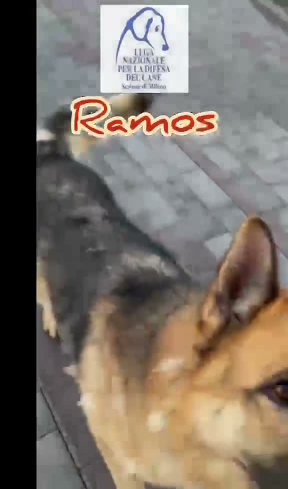 Pastore Tedesco cani in regalo: RAMOS PASTORE TEDESCO - Video 1