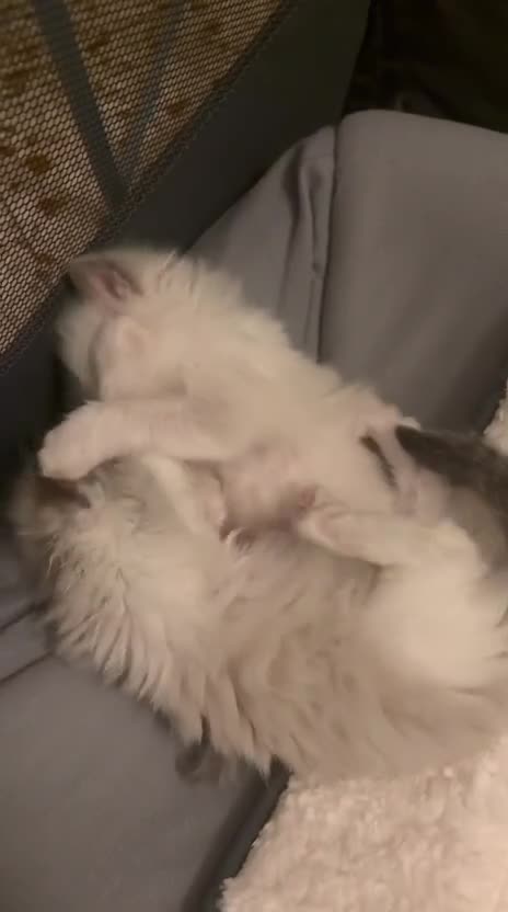 Ragdoll gatti in vendita: Dolcissimi cuccioli Ragdoll a Provincia di Perugia - Video 1