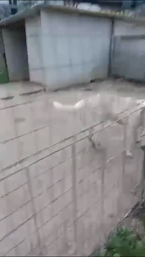 Meticcio cani in regalo: ADOTTA LA TENERISSIMA ZULEIA a Città metropolitana di Roma Capitale - Video 1