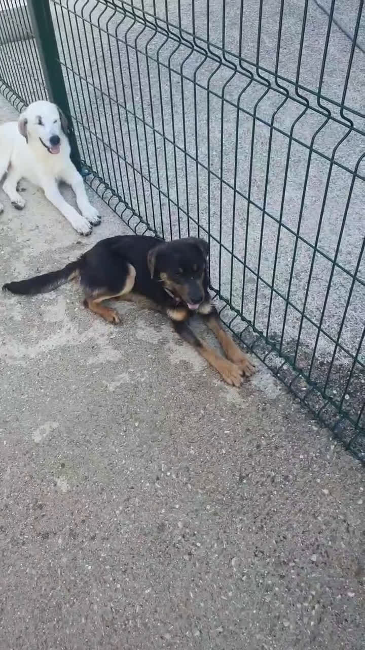 Meticcio cani in regalo: SPINO - Video 2