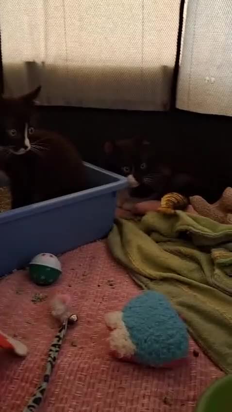 Meticcio gatti in regalo: Margot e Lupin, 2 mesi, mici cercano casa  - Video 2