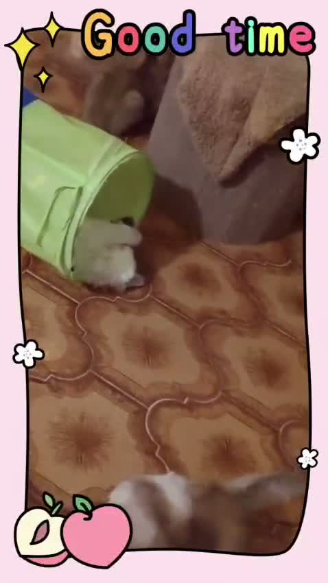 Scottish gatti in vendita: Gattini Scottish fold e Scottish straight - Video 1