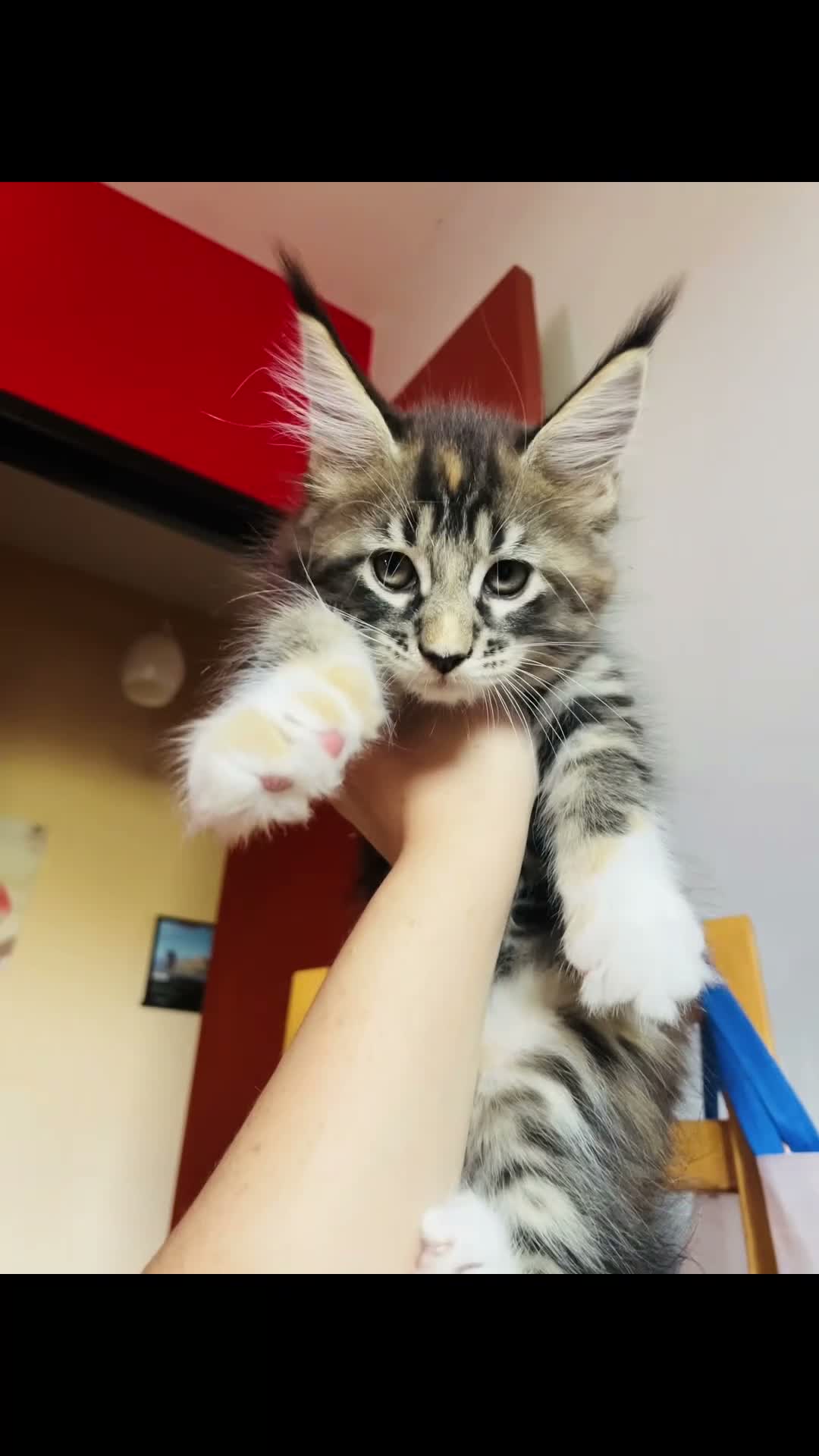Maine Coon gatti in vendita: Cuccioli mainecoon a Città metropolitana di Reggio Calabria - Video 1