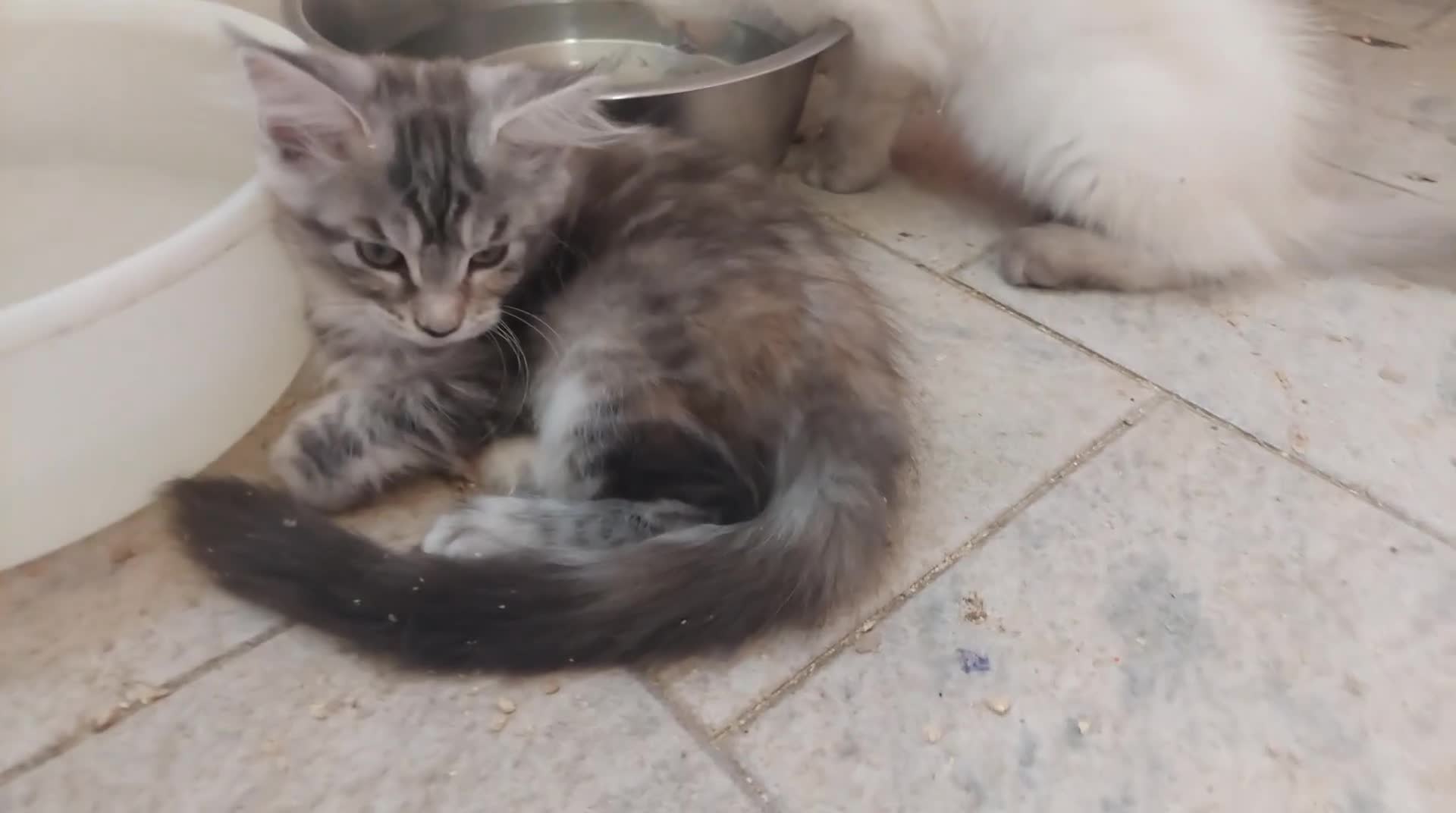 Maine Coon gatti in vendita: Cuccioli Maine coon femmine Tortie - Video 1