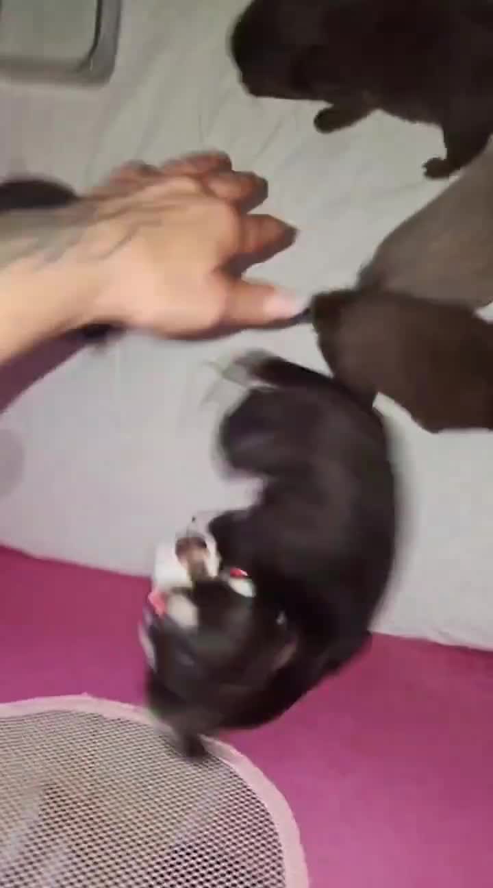 Chihuahua cani in vendita: Chihuahua  - Video 2