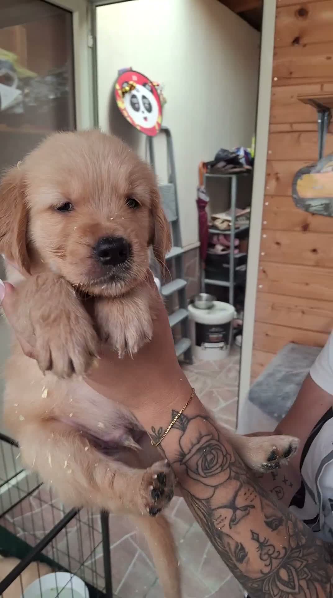 Golden Retriever cani in vendita: Cuccioli di golden retriver  a Città Metropolitana di Napoli - Video 2