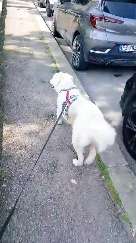 Meticcio cani in regalo: Fatima dolcissima e bravissima con tutti a Città Metropolitana di Firenze - Video 3