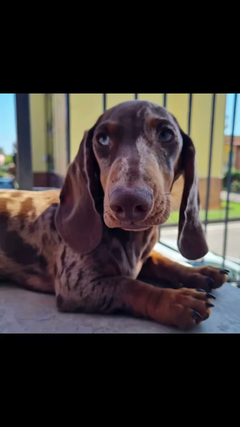 Bassotto Nano cani per accoppiamento: Bassotto nano è kaninkeen per accoppiamento  - Video 1