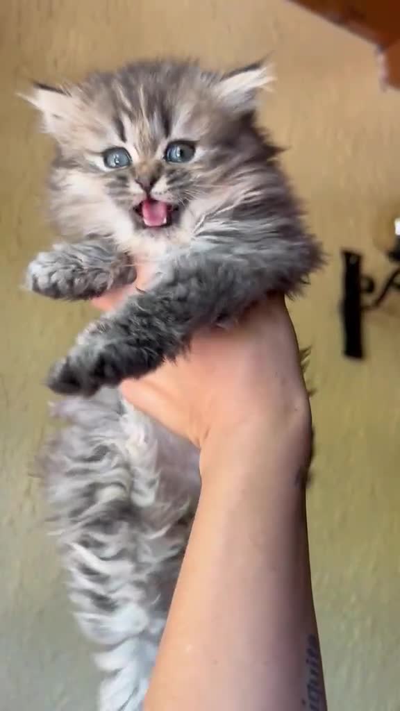 British gatti in vendita: Cuccioli British Longhair - Video 5