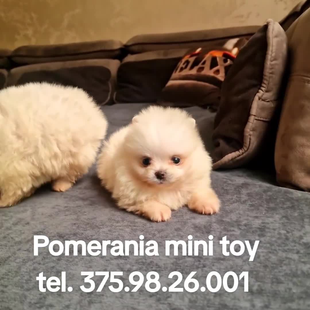 Spitz cani in vendita: Spitz di Pomerania NANO  - Video 3