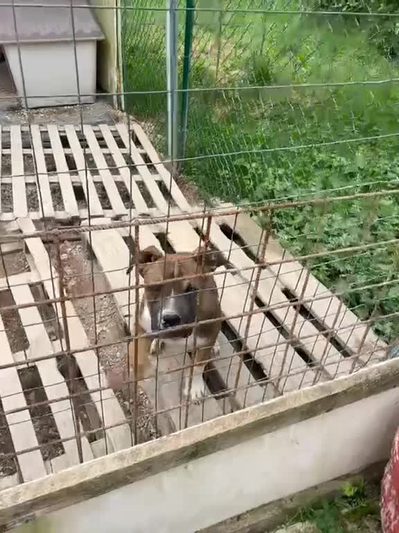 Meticcio cani in regalo: NESSUNO MI ADOTTA? - Video 5