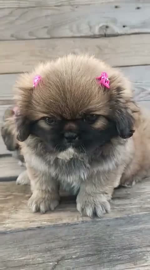 Pechinese cani in vendita: piccoli cuccioli di pechinese - Video 1