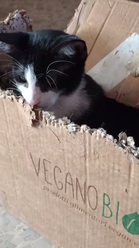 Europeo gatti in regalo: 🖤🧡 TOMMY DOLCE GATTINO CERCA CASA - Video 1